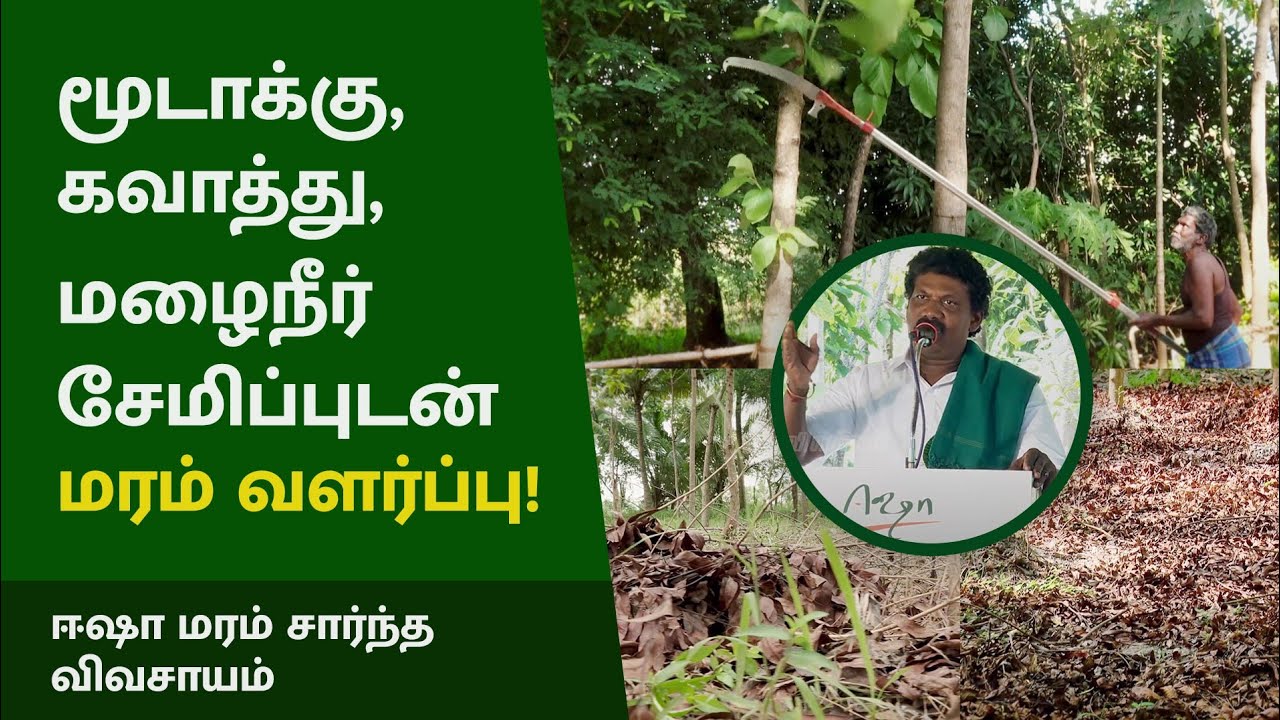 மரப்பயிர் வளர்ப்பில் செய்ய வேண்டியவை? ஏன் இடைவெளி விட்டு நடவேண்டும் மற்றும் லாபம் ஈட்டும் நுட்பங்கள்
