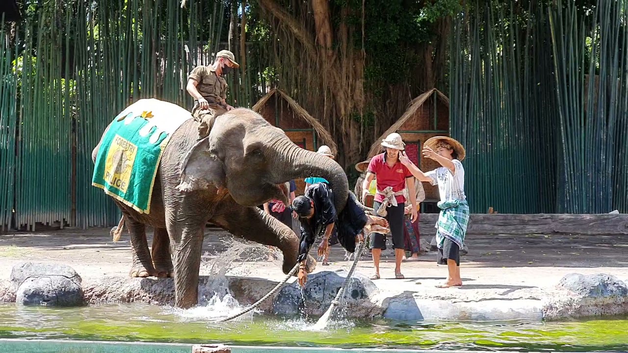 Tiara Bali | Elephant Show, Bali Safari (16 Mei 2021)