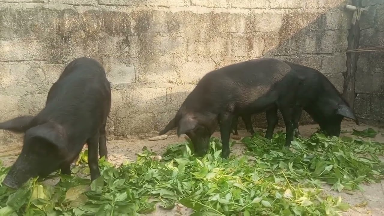 गाँव में देशी तरीके से TND 🐷 पालन