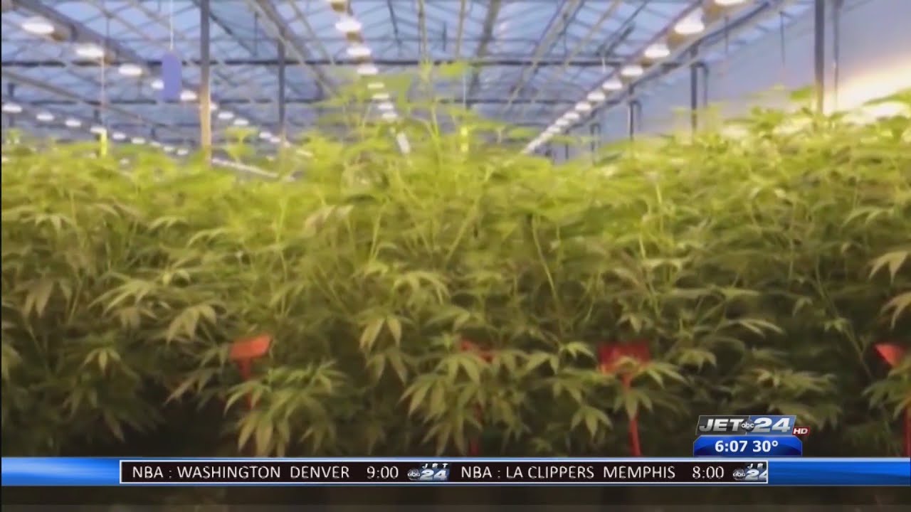 Legal experts weigh in on proposed adult use cannabis bill