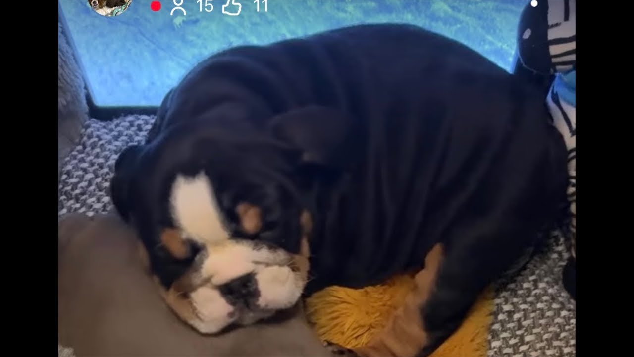 Live #Mis perritos lindos preciosos #うちのかわいいわんちゃんたち#Meine süßen Welpen #Mấy bé cún dễ thương của tôi