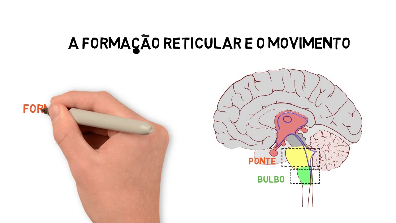 3 - Os Movimentos Automáticos