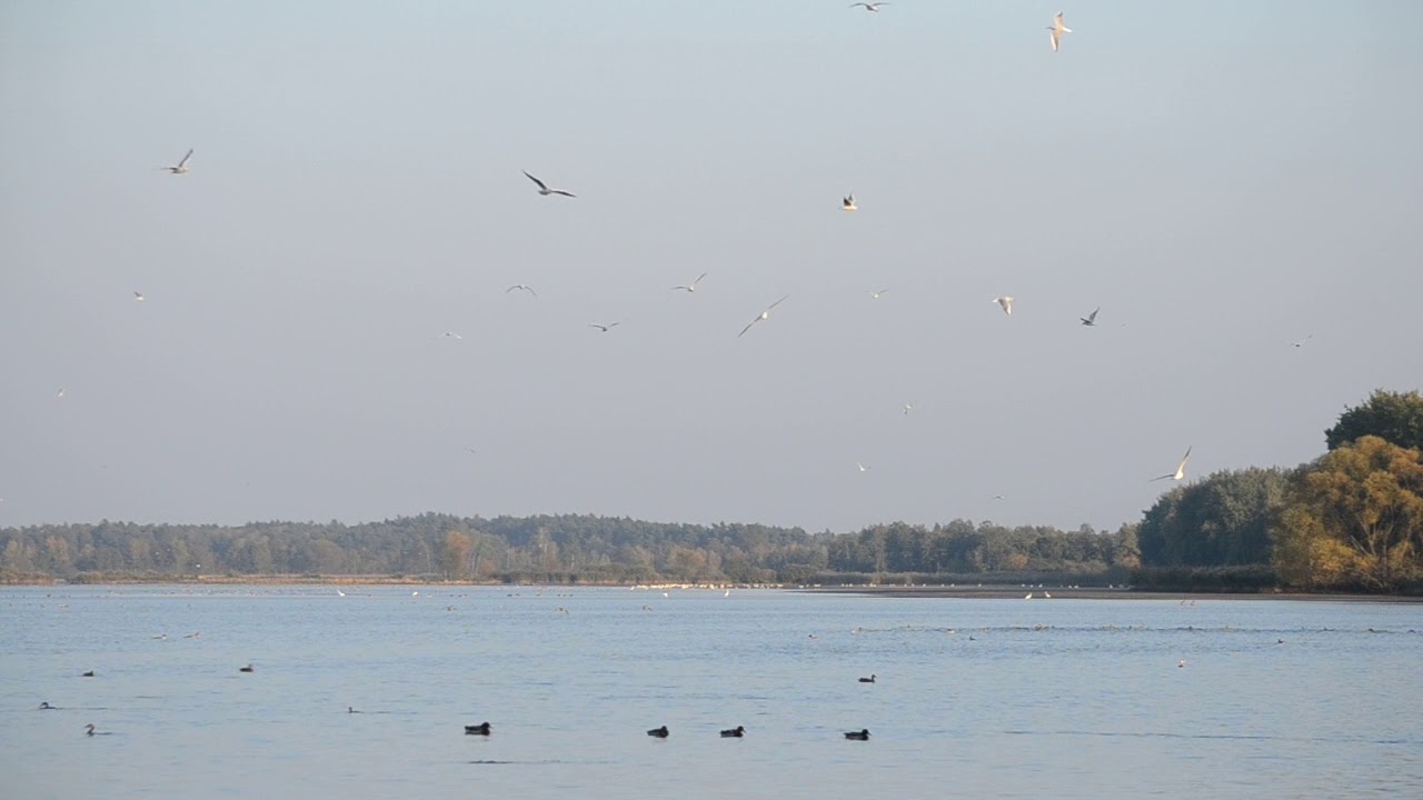 Staw Jamnik [2018-10-12]