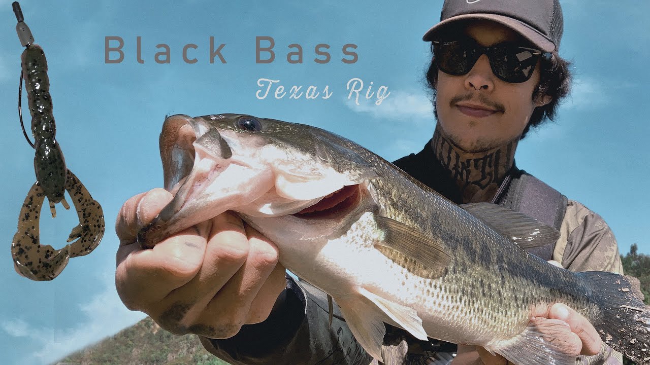 Black Bass a 50 km do Porto - Portugal / Achigã no Texas Rig