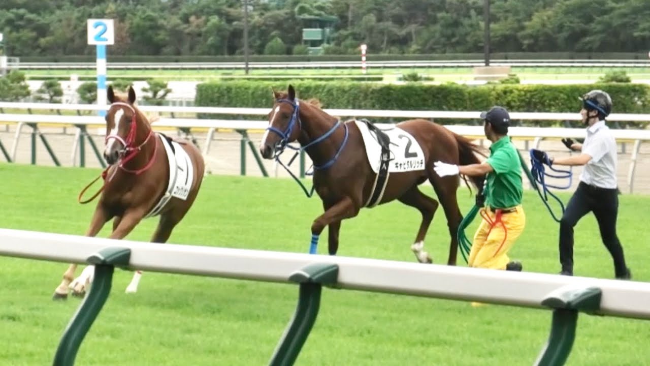 2頭仲良く逃げろーーー❗️場内騒然❗️コックリサンとキャピタルリッチに誘導馬ロークアルルージュからの厳しい指導も❗️