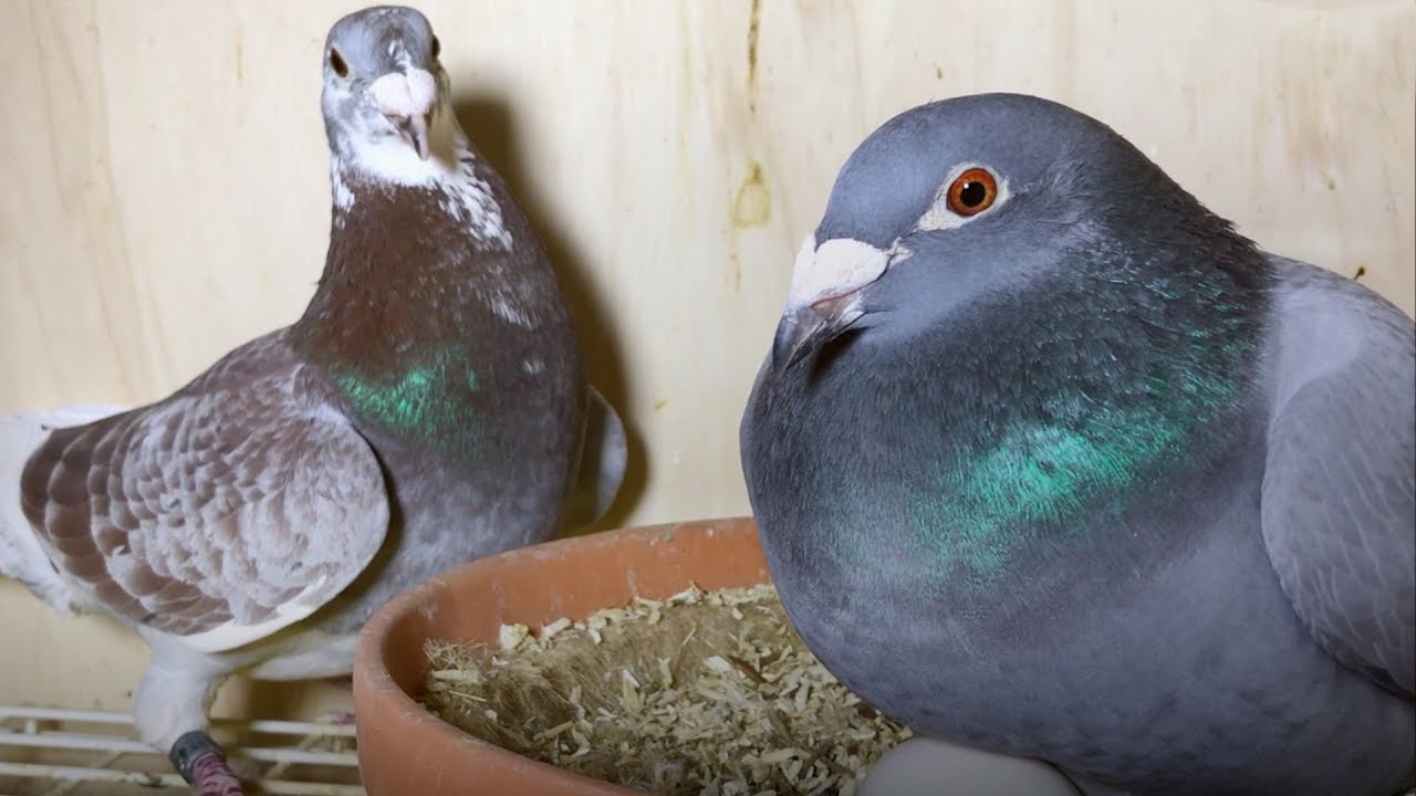Sangers Pigeons offspring; Fantastic season start; Bred with proven Dirk Van Den Bulck