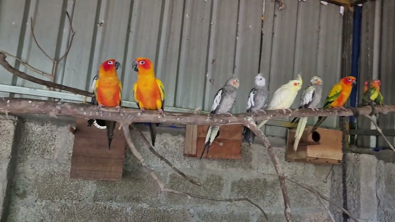 Aviary updates 