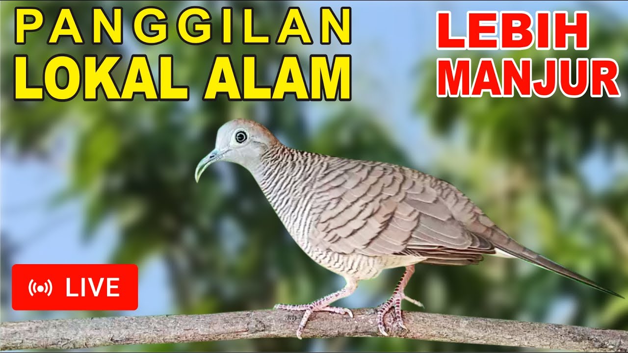 Perkutut Lokal Gacor dari ALAM BEBAS lebih manjur memancing BUNYI