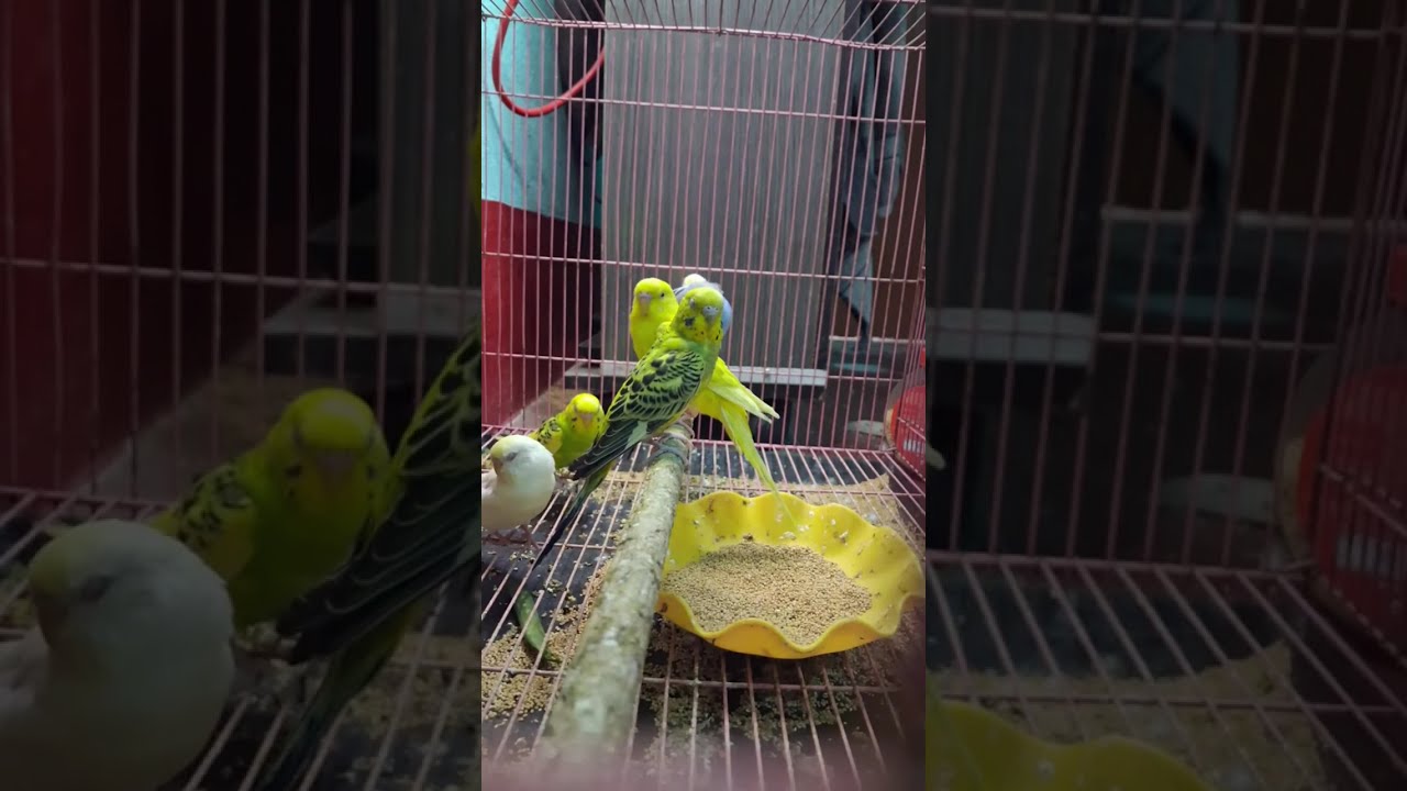 Jimmy is live