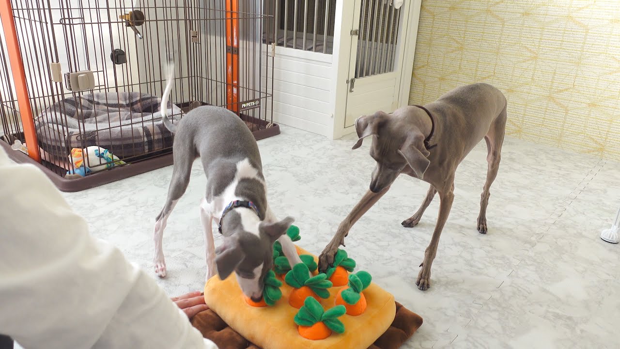 【子犬vs先住犬】ニンジン収穫バトルで見事おやつをゲットするのは！？www【イタグレ】