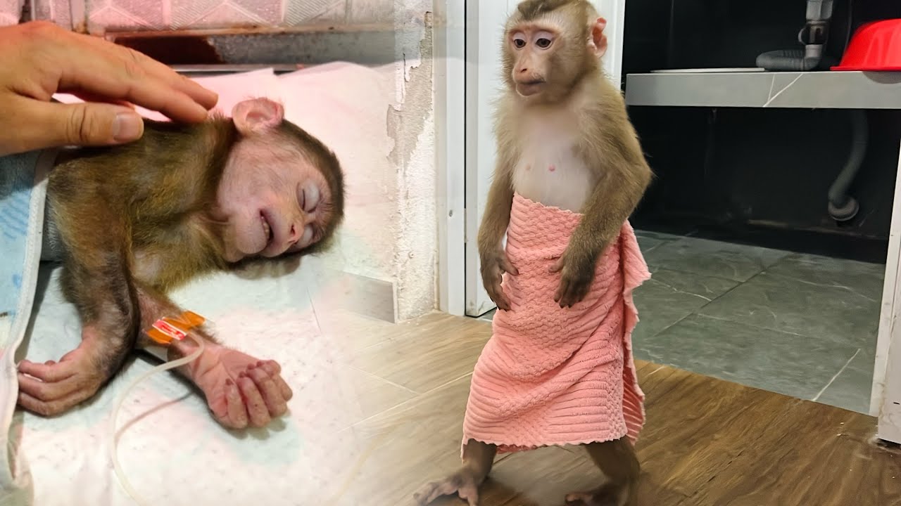 monkey Tina went outside to look for monkey Xuka while still undressed.