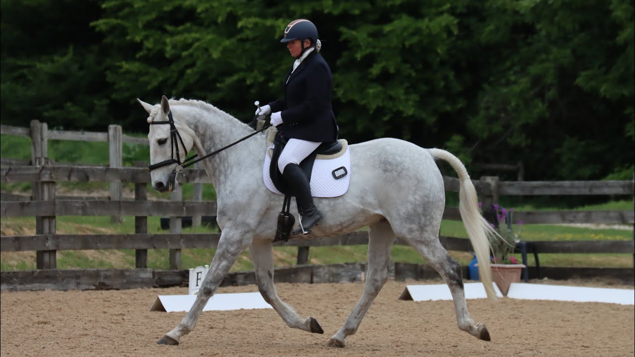 Meet Zeus — The Horse Who Taught Me to Listen