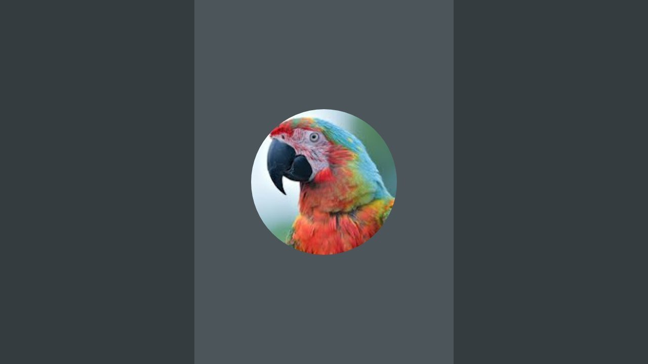 Imran parrot waly is live!