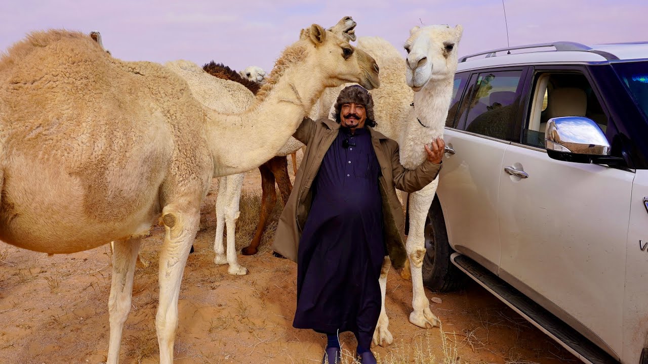 سلسلة الصحراء / الحماد