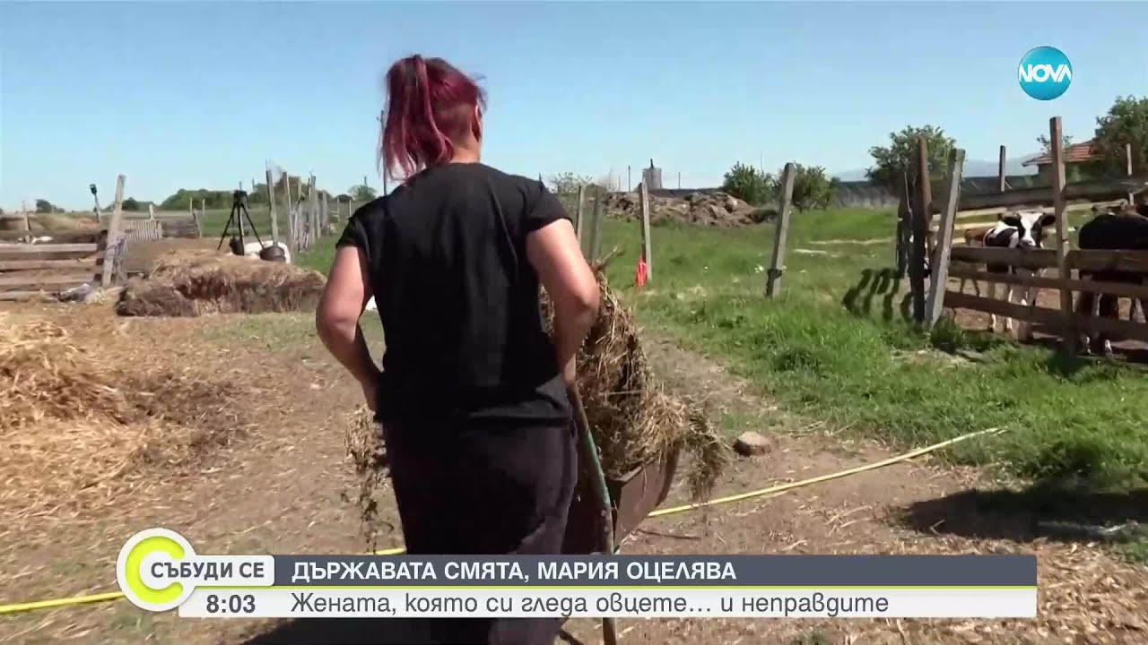 „Богатата Мария“: Майка на 4 деца отглежда над 200 овце и телета, но няма право на помощи