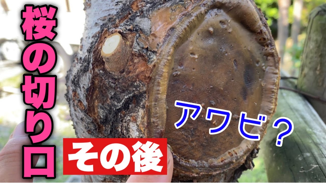 癒合剤（剪定後には必ず塗って下さい）枝の切り口の経過を動画で紹介