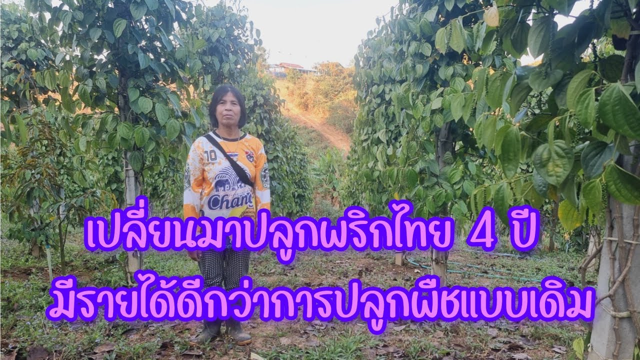 ปลูกพริกไทย 4 ปี มีรายได้ดีกว่าปลูกพืชแบบเดิม