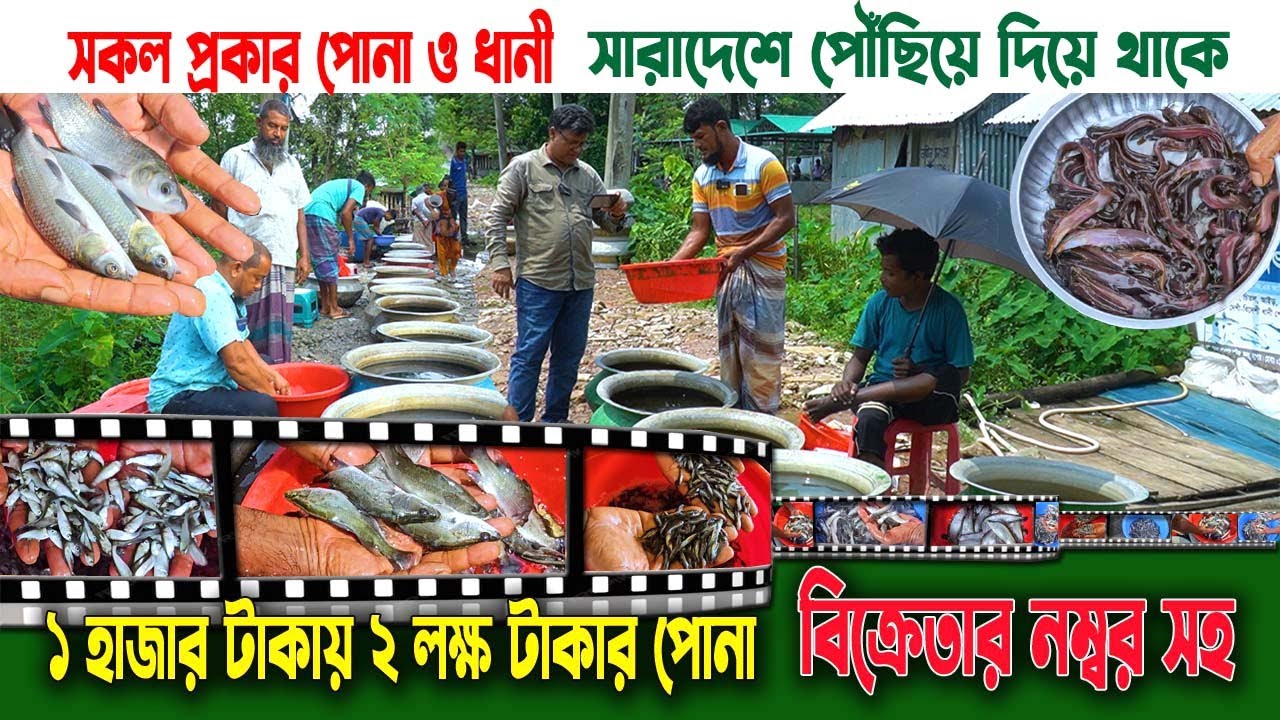 সব ধরনের পোনা মাছের হাট  | মাছের পোনার দাম, কোথায় পাবেন ও বিক্রেতার নম্বর | Fish Seed Market 2025