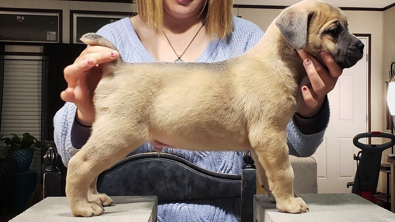Pupdate #24: Introducing the puppies to the pack