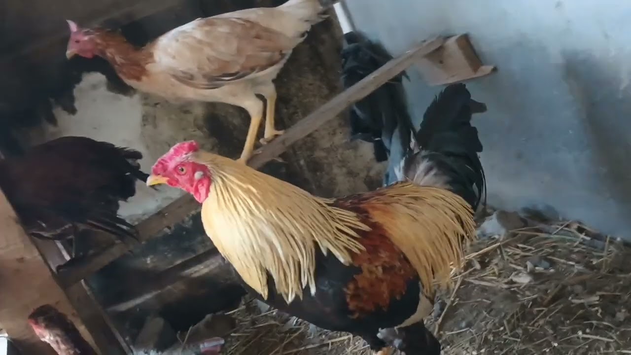 acomodando las jaulas