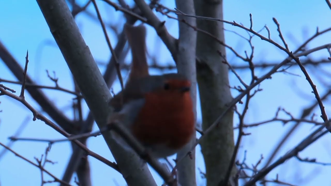 Nature, wildlife: Lea Valley Walk