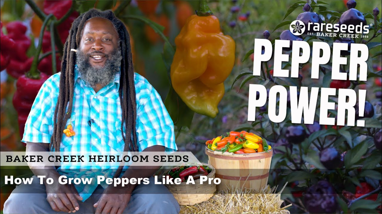 Pepper Power! How to Grow Peppers Like a Pro