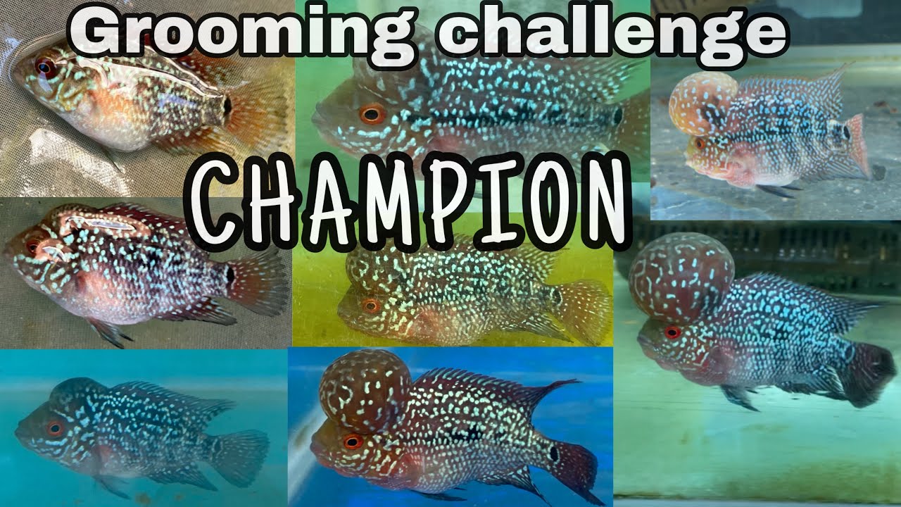 FLOWERHORN GROOMING CHALLENGE CHAMPION