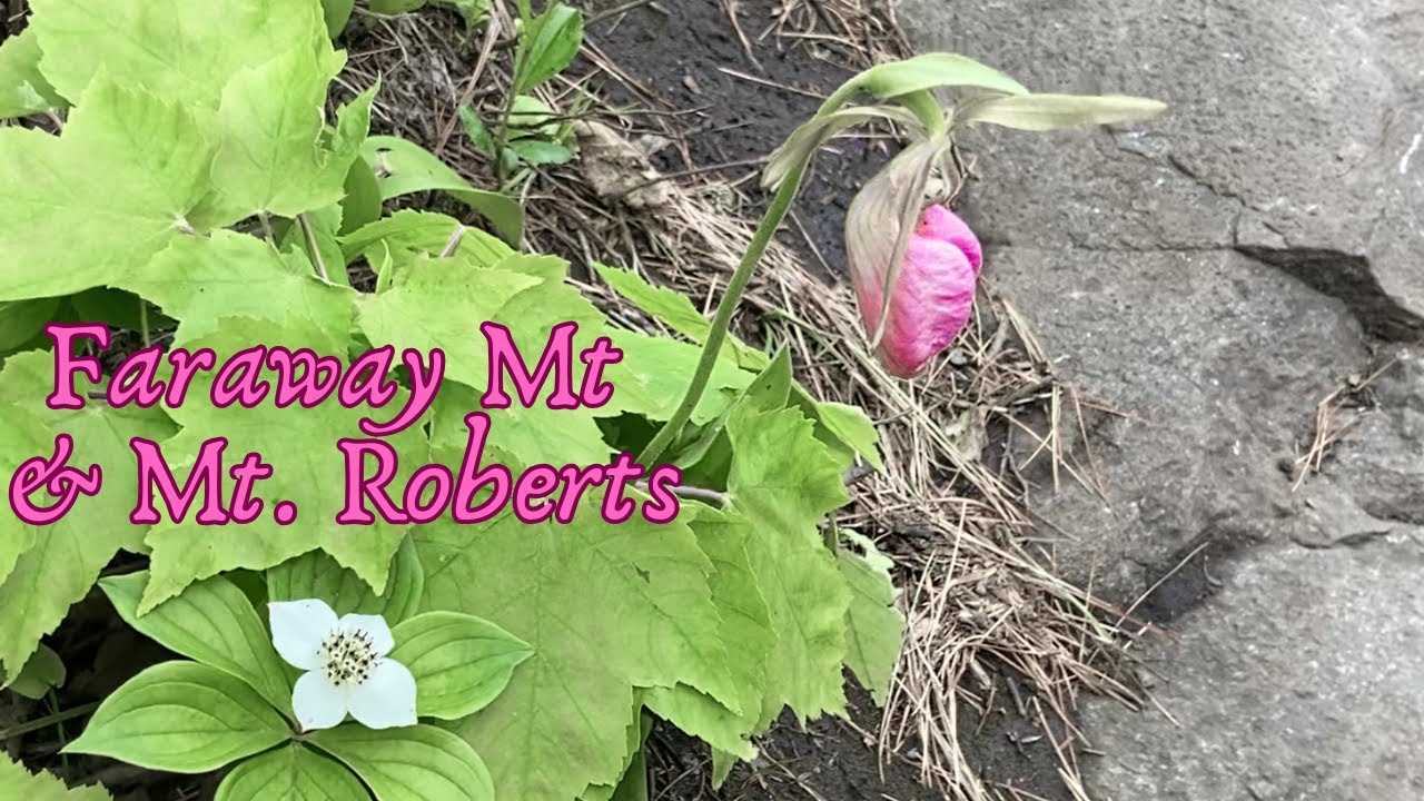 Faraway Mtn and Mt. Roberts Loop - Late Spring Hike in the Ossipee Range NH