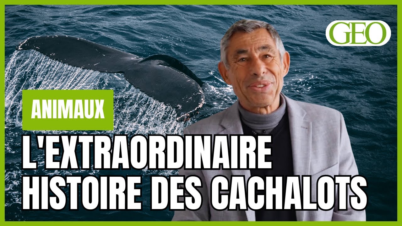 L'extraordinaire histoire des cachalots expliquée par l'océanographe François Sarano