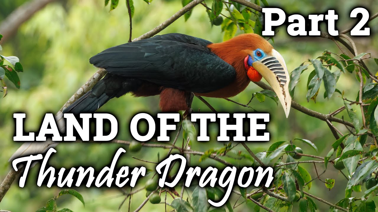 Birding in Bhutan, part 2