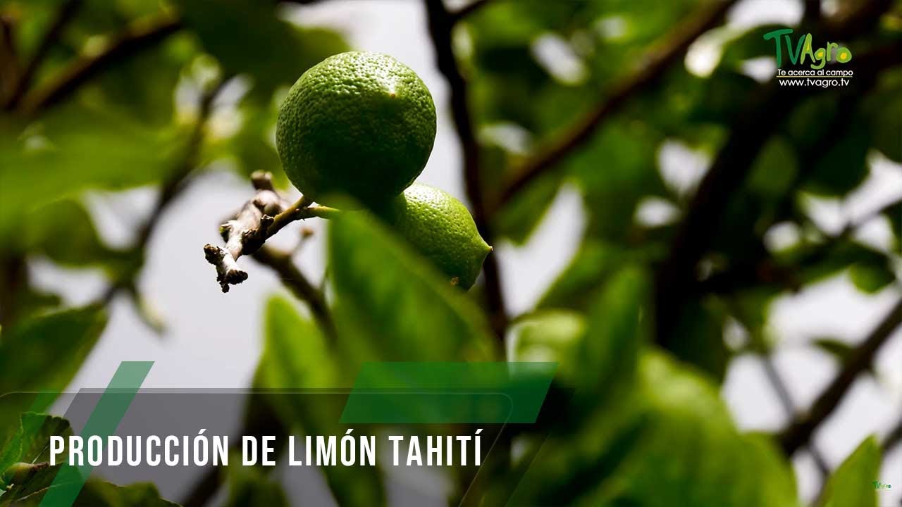Producción de limón Tahití - TvAgro por Juan Gonzalo Angel Restrepo