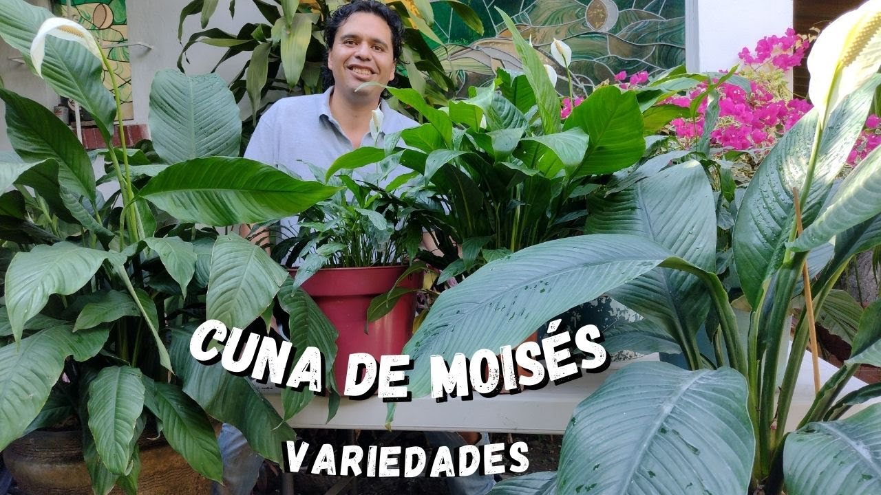 Cuna de moisés // spathiphyllum las variedades de MI JARDINCITO MX