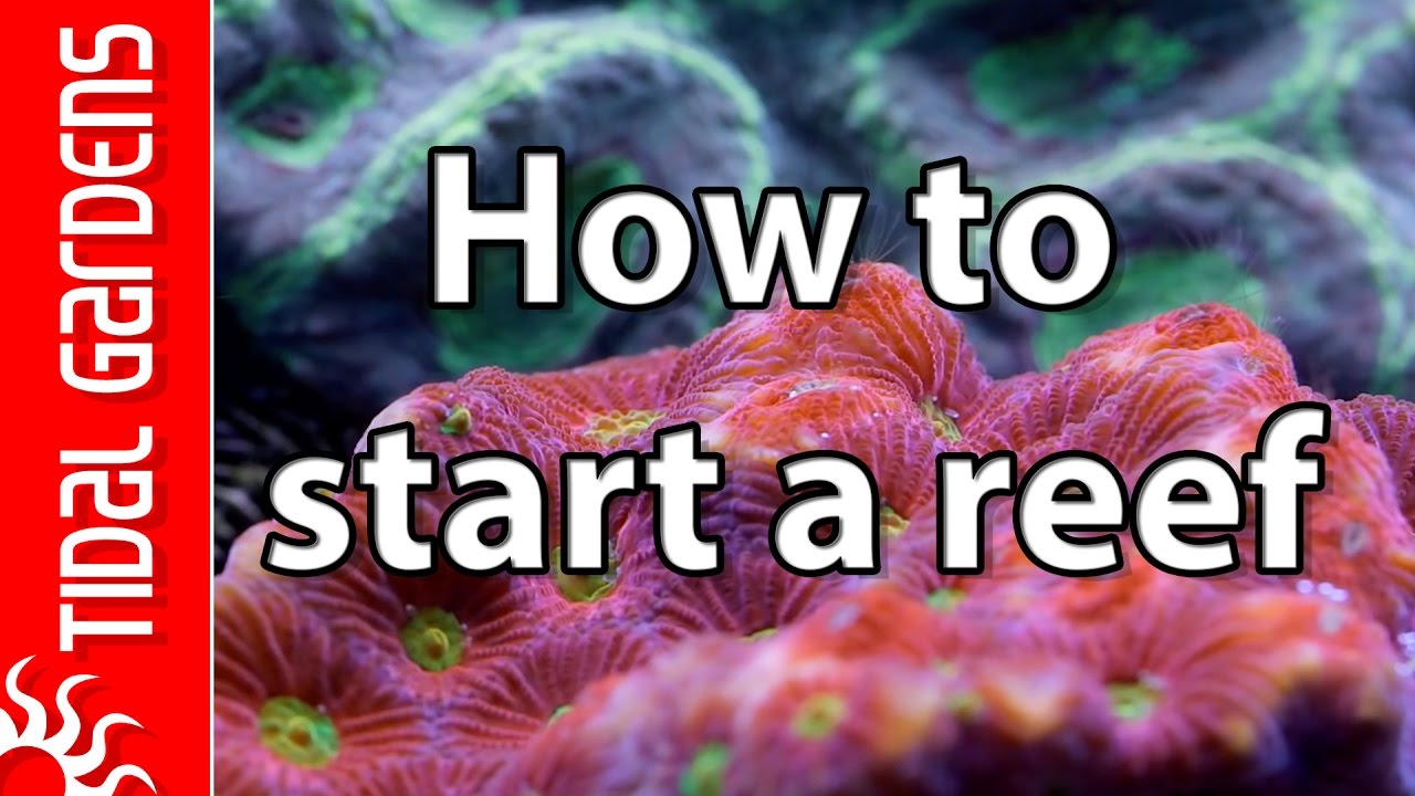 5 Tips on How to Start a Saltwater Reef Aquarium