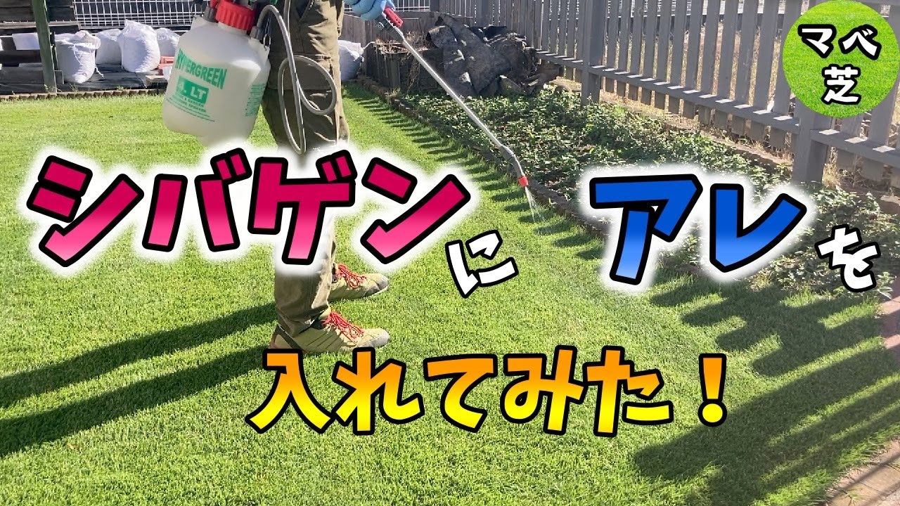 芝生の雑草駆除　今年はシバゲンにMCPPでパワーアップ！
