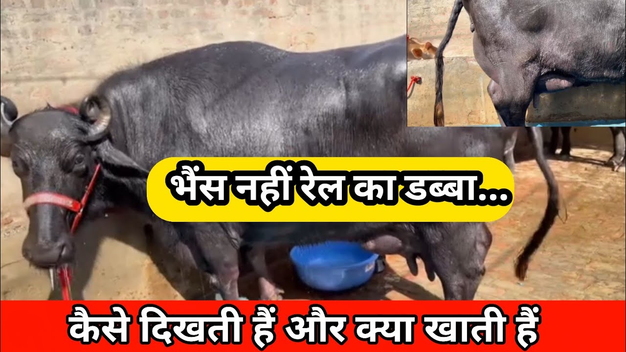 इतनी बड़ी भैंस | कौन सा ब्यात और क्या खाती हैं | Murrah Buffalo Farm Latest Video | #shorts #buffalo