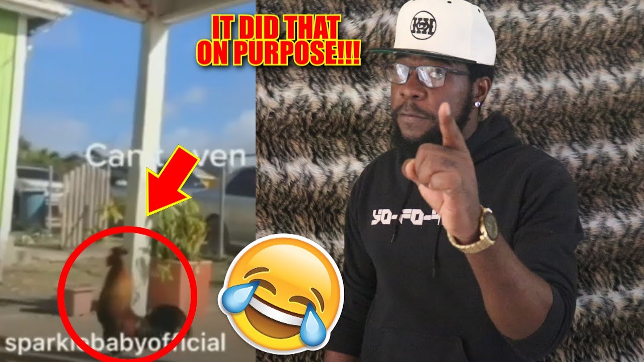 Когда петух беспокоит ямайца 🤣🤣🤣 [K2K REACTION S10 Ep #14]