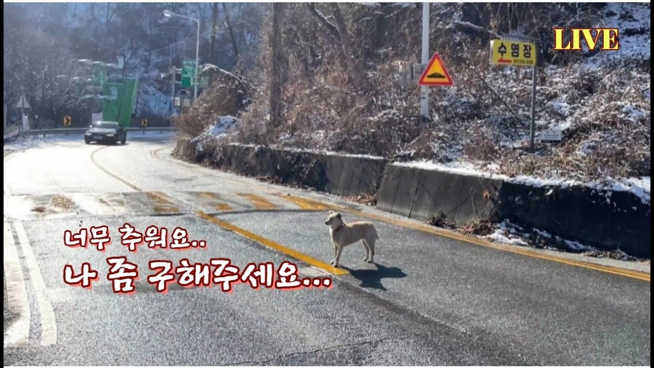 양주 산속 강추위에 떨고있는 진도 강아지 긴급구조
