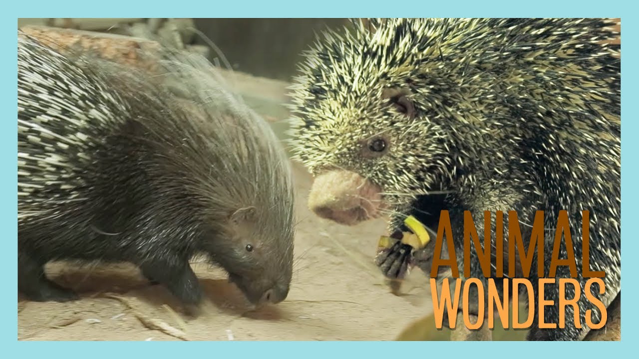 Our Two Porcupines: Kemosabe & Kizmit