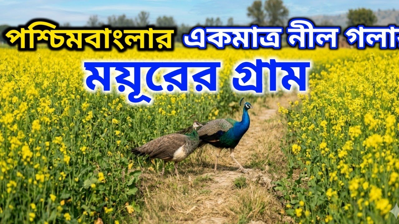 পশ্চিমবঙ্গের একমাত্র নীলকন্ঠ ময়ূর গ্রাম।‌ মাঠে-ঘাটে পথে লোকের বাড়িতে ঘুরে বেড়াচ্ছে প্রচুর  ময়ূর।