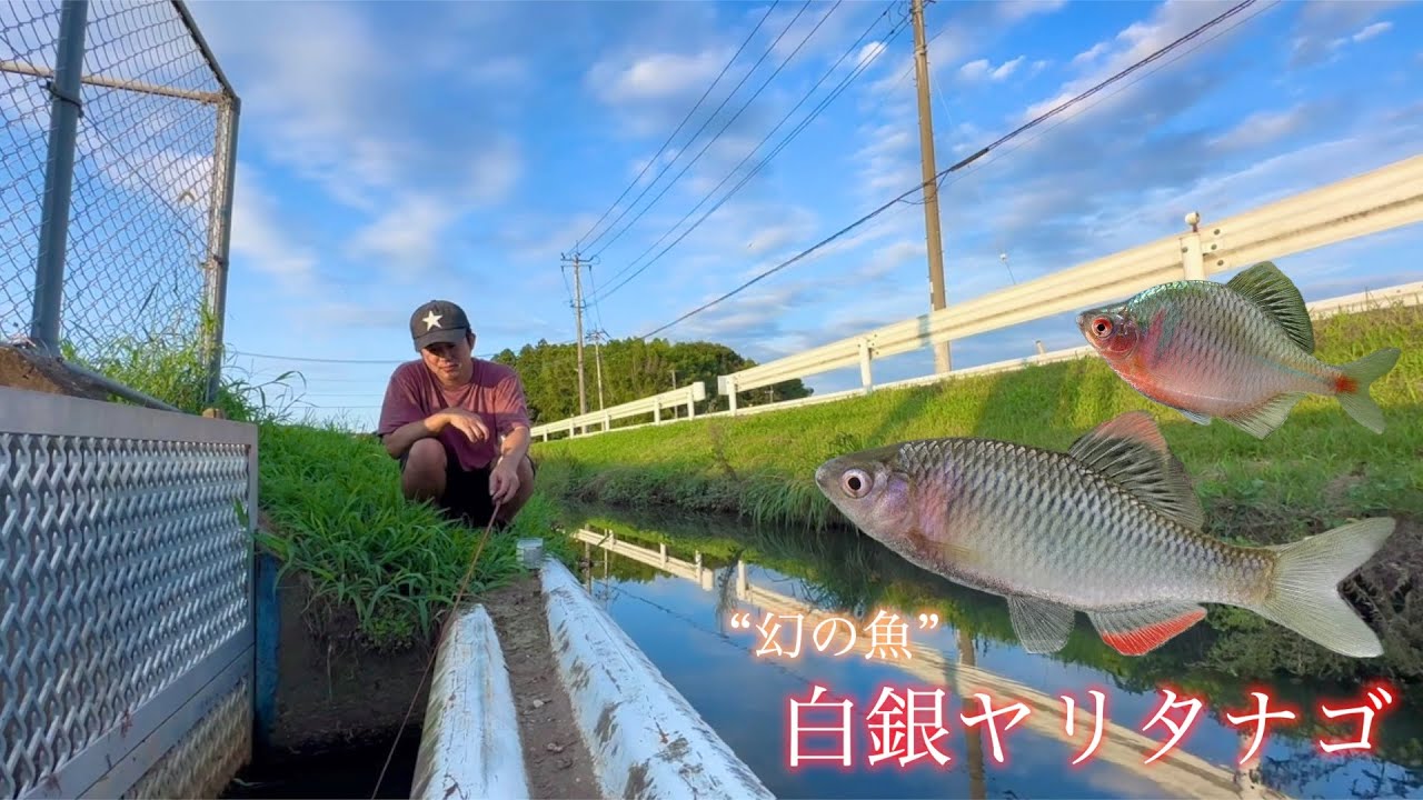 “幻の魚”白銀ヤリタナゴを追え！【タナゴ釣り/小物釣り】