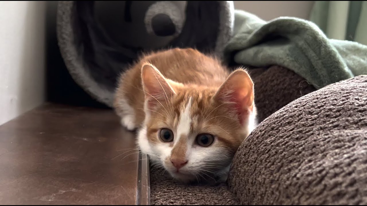 Orange Kitten Causes Kerfuffle
