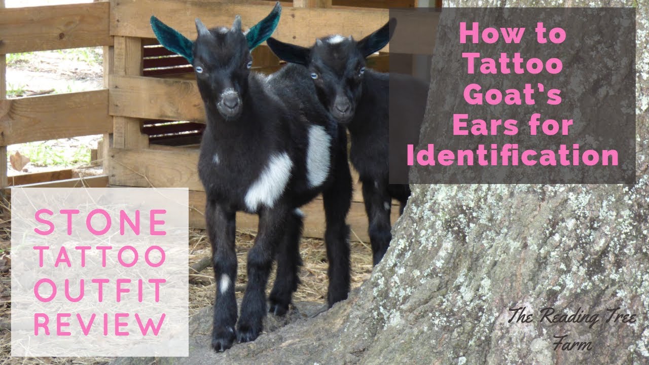 **How to Tattoo Goats' Ears -- PLUS Stone Tattoo Outfit Review**