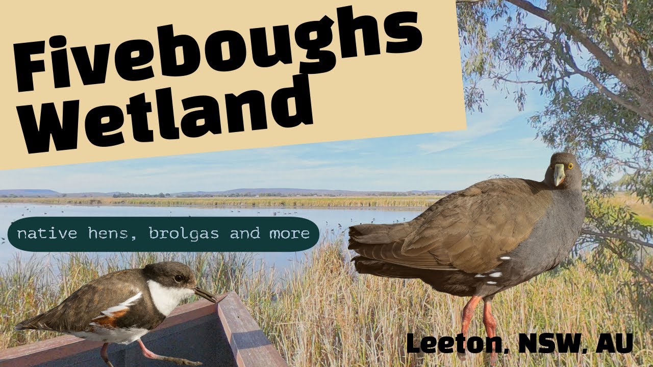 Fiveboughs wetlands