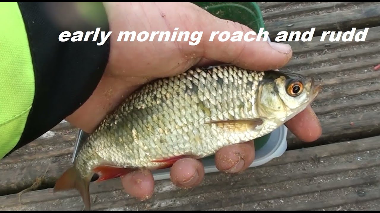 Early morning Roach and Rudd fishing