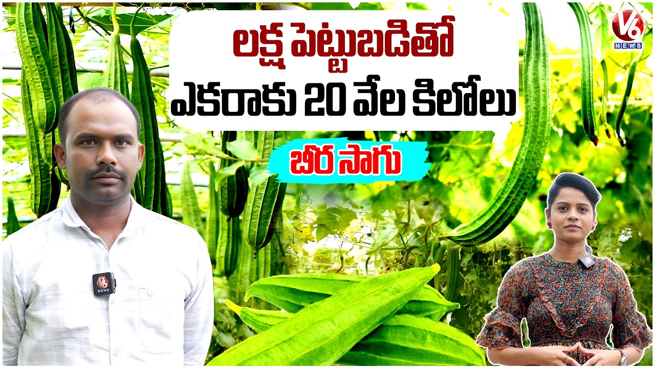 High Profit Ridge Gourd Farming : 1 Lakh Investment Gives 20 Ton Yield Per Acre | 4K Video | V6 News