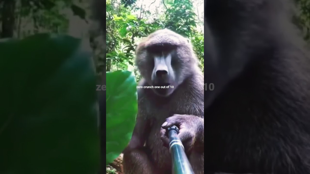 EPIC Monkey Jungle Adventure - Exploring Wild Forest Life | Vlog 😂🤣