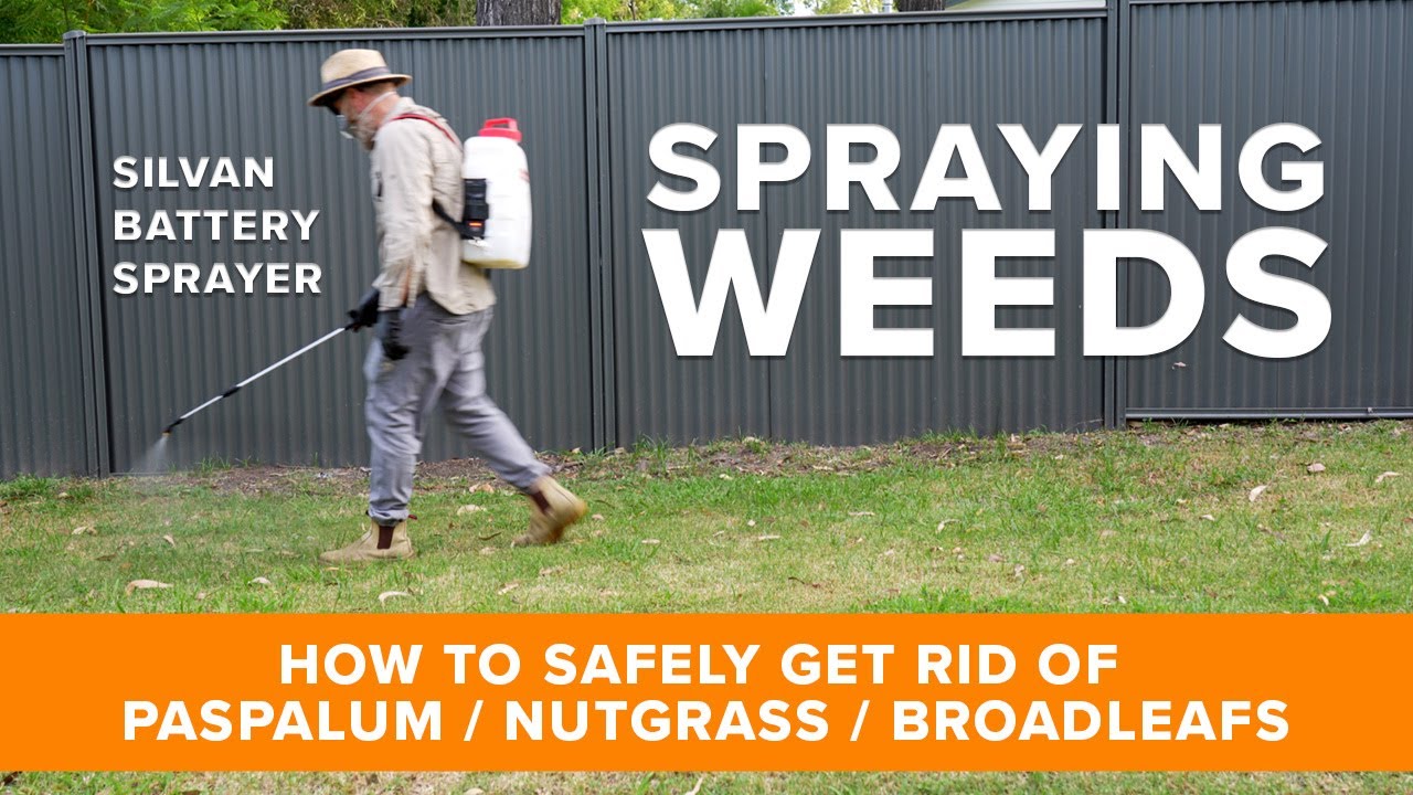 Got weed problems? Get Rid of Paspalum, Nutgrass and Broadleaf Weeds in a Wintergreen Couch Lawn.