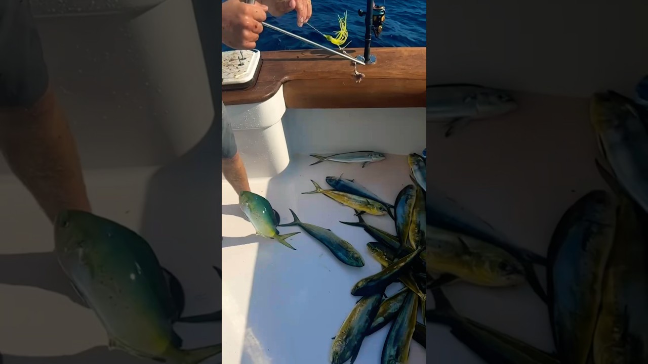 Loaded Up on Mahi-Mahi! 🤩