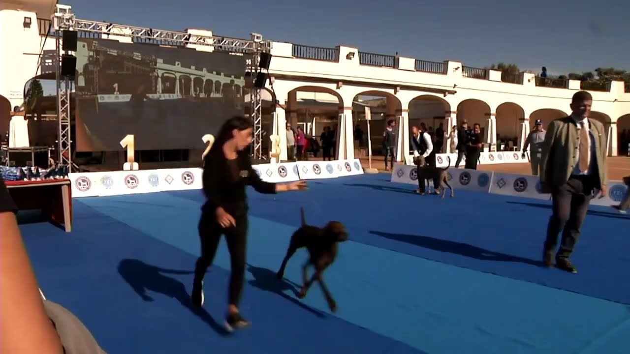RAGGRUPPAMENTO 7 FCI Sassari Dog Show 2025 1
