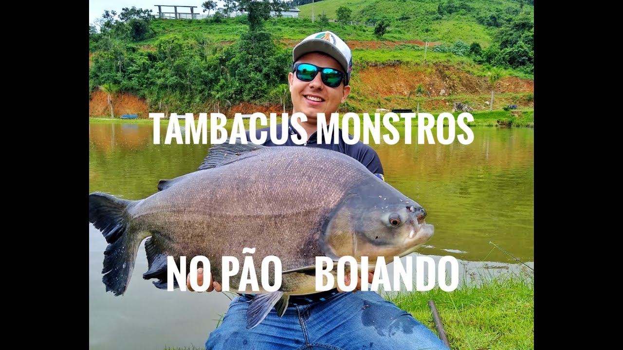 Tambacus no p&atilde;o boiando, s&oacute; pancada bruta na superf&iacute;cie - no molinete